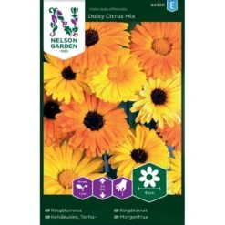 Lav Morgenfrue 'Daisy Citrus' Mix Calendula Officinalis 'Daisy Citrus' Mix