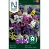 Vinget Hindebæger Mix Limonium Sinuatum Mix 1 Vinget Hindebæger Mix Limonium Sinuatum Mix -Osmo Salgsbutik p33981 37318 limonium sinuatum mix c232