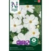 Stolt Kavaler 'Purity' Cosmos Bipinnatus 'Purity' -Osmo Salgsbutik p33988 37325 cosmos bipinnatus purity 3d40