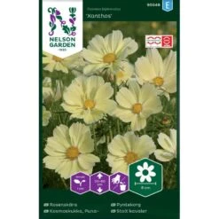 Stolt Kavaler 'Xanthos' Cosmos Bipinnatus 'Xanthos'