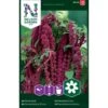 Rød Rævehaleamarant Amaranthus Caudatus L. -Osmo Salgsbutik p33997 37333 amaranthus caudatus l d7a7