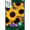 Solsikke 'Ikarus' Helianthus Annuus 'Ikarus'