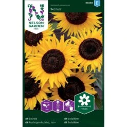 Solsikke 'Ikarus' Helianthus Annuus 'Ikarus'