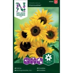 Høj Solsikke 'Moonwalker' Helianthus Annuus 'Moonwalker'