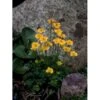 Dværg-Engblomme Trollius Pumilus 1 Liter Potte -Osmo Salgsbutik p3400 2548 trollius pumilus 4e4e