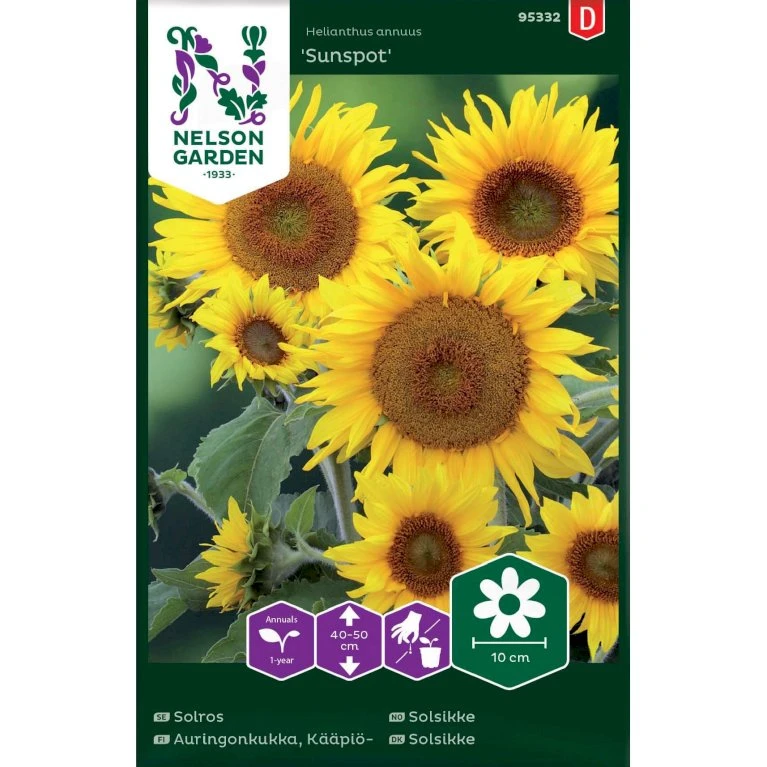 Lav Solsikke 'Sunspot' Helianthus Annuus 'Sunspot' 3 Lav Solsikke 'Sunspot' Helianthus Annuus 'Sunspot'
