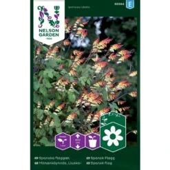 Spansk Flag Ipomoea Lobata