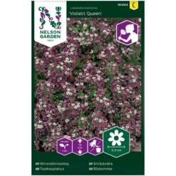 Biblomme 'Violett Queen' Lobularia Maritima 'Violett Queen'