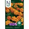 Fløjlsblomst 'Bolero' Tagetes Patula 'Bolero' -Osmo Salgsbutik p34030 37360 tagetes patula bolero f32c