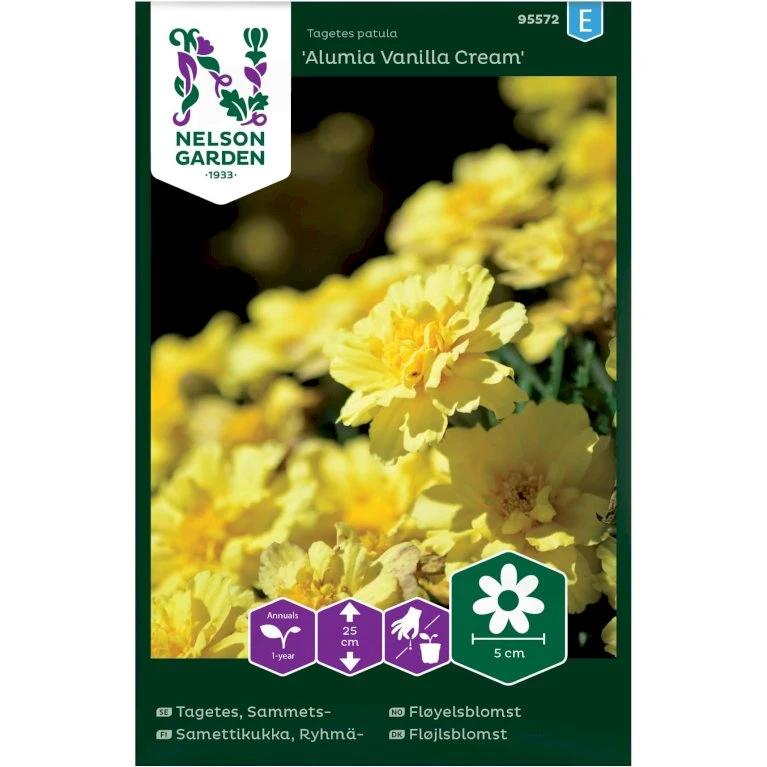 Fløjlsblomst 'Alumia Vanilla Cream' Tagetes Patula 'Alumia Vanilla Cream' 3 Fløjlsblomst 'Alumia Vanilla Cream' Tagetes Patula 'Alumia Vanilla Cream'