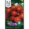 Fløjlsblomst 'Panther' Tagetes Patula 'Panther' -Osmo Salgsbutik p34034 37363 tagetes patula panther dcd4