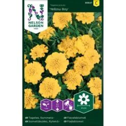 Fløjlsblomst 'Yellow Boy' Tagetes Patula 'Yellow Boy'