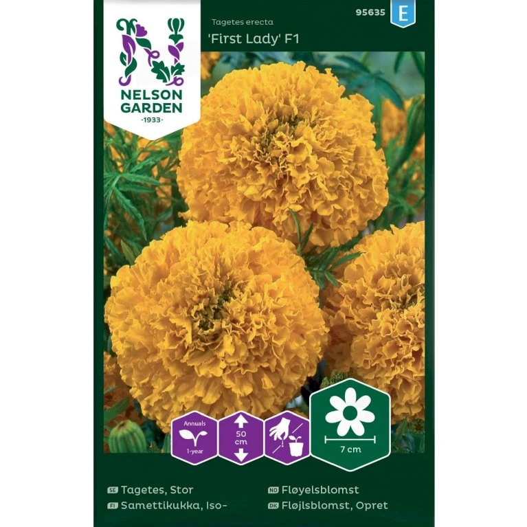 Stor Fløjlsblomst 'First Lady' F1 Tagetes Erecta 'First Lady' F1 3 Stor Fløjlsblomst 'First Lady' F1 Tagetes Erecta 'First Lady' F1