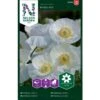 Kornvalmue 'Bridal Silk' Papaver Rhoeas L. 'Bridal Silk' -Osmo Salgsbutik p34049 37374 papaver rhoeas l bridal silk c2a5