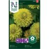 Frøkenhat 'Envy' Zinnia Elegans 'Envy' -Osmo Salgsbutik p34062 37383 zinnia elegans envy 4a47