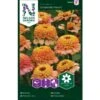 Frøkenhat 'Zinderella Peach' Zinnia Elegans 'Zinderella Peach' -Osmo Salgsbutik p34067 37388 zinnia elegans zinderella peach 0c3c