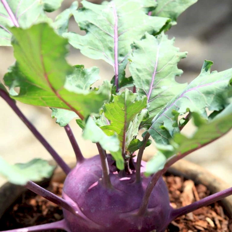 Kålrabi 'Azur-Star' Øko Brassica Oleracea 'Azur-Star' Frøpose, Antal Pr. Pakke, Ca. 70 Stk. 4 Kålrabi 'Azur-Star' Øko Brassica Oleracea 'Azur-Star' Frøpose, Antal Pr. Pakke, Ca. 70 Stk. - Billede 2