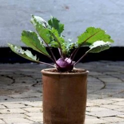 Kålrabi 'Azur-Star' Øko Brassica Oleracea 'Azur-Star' Frøpose, Antal Pr. Pakke, Ca. 70 Stk. 7 Kålrabi 'Azur-Star' Øko Brassica Oleracea 'Azur-Star' Frøpose, Antal Pr. Pakke, Ca. 70 Stk. -Osmo Salgsbutik p34094 54590 brassica oleracea azur star ac30