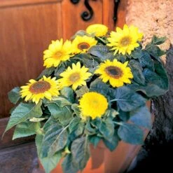 Høj Kæmpe Solsikke Øko Helianthus Annuus Frøpose, Antal Pr. Pakke, Ca. 25 Stk. -Osmo Salgsbutik p34099 54713 helianthus annuus d0dd