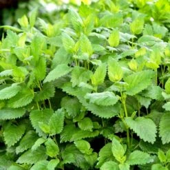 Citronmelisse 'Lemona' Øko Melissa Officinalis L. 'Lemona' Frøpose, Antal Pr. Pakke, Ca. 75 Stk. -Osmo Salgsbutik p34104 54562 melissa officinalis l lemona 7e8e