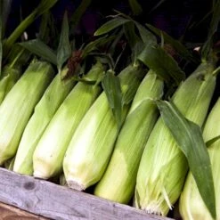 Sukkermajs 'Golden Bantam' Øko Zea Mays 'Golden Bantam' Frøpose, Antal Pr. Pakke, Ca. 10 Stk. -Osmo Salgsbutik p34108 54605 zea mays golden bantam a177
