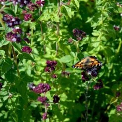 Vild Merian Øko Origanum Vulgare L. Frøpose, Antal Pr. Pakke, Ca. 50 Stk. -Osmo Salgsbutik p34109 54629 origanum vulgare l 21ef