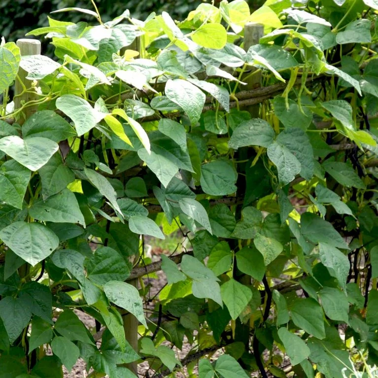 Stangbønne 'Markant' Øko Phaseolus Vulgaris 'Markant' Frøpose, Antal Pr. Pakke, Ca. 20 Stk. 4 Stangbønne 'Markant' Øko Phaseolus Vulgaris 'Markant' Frøpose, Antal Pr. Pakke, Ca. 20 Stk. - Billede 2