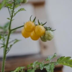 Ribstomat 'Golden Currant' Øko Solanum Pimpinellifolium 'Golden Currant' Frøpose, Antal Pr. Pakke, Ca. 3 Stk. -Osmo Salgsbutik p34123 54681 solanum pimpinellifolium golden currant f8f7