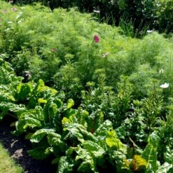 Bladbede 'White Silver 3' Øko Beta Vulgaris 'White Silver 3' Frøpose, Antal Pr. Pakke, Ca. 30 Stk. -Osmo Salgsbutik p34129 54613 beta vulgaris white silver 3 bc2b