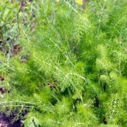 Knoldfennikel 'Finale' Øko Foeniculum Vulgare 'Finale' Frøpose, Antal Pr. Pakke, Ca. 20 Stk. -Osmo Salgsbutik p34143 54565 foeniculum vulgare finale a455