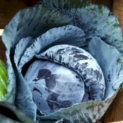 Rødkål 'Langedijker Bewaar 2' Øko Brassica Oleracea 'Langedijker Bewaar 2' Frøpose, Antal Pr. Pakke, Ca. 25 Stk. -Osmo Salgsbutik p34146 54588 brassica oleracea langedijker bewaar 2 05fc