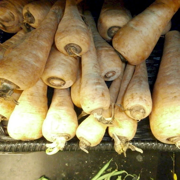 Pastinak 'White King' Øko Pastinaca Sativa 'White King' Frøpose, Antal Pr. Pakke, Ca. 40 Stk. 3 Pastinak 'White King' Øko Pastinaca Sativa 'White King' Frøpose, Antal Pr. Pakke, Ca. 40 Stk. - Billede 2