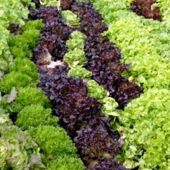 Pluksalat 'Plezir' Øko Lactuca Sativa 'Plezir' Frøpose, Antal Pr. Pakke, Ca. 50 Stk. -Osmo Salgsbutik p34152 54661 lactuca sativa plezir 0765