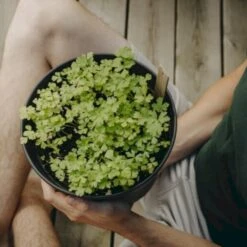 Persille 'Gigante D'Italia' Øko Petroselinum Crispum 'Gigante D'Italia' Frøpose, Antal Pr. Pakke, Ca. 80 Stk. -Osmo Salgsbutik p34154 54638 petroselinum crispum gigante d italia 9872