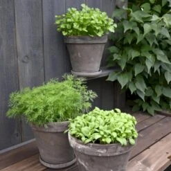 Persille 'Gigante D'Italia' Øko Petroselinum Crispum 'Gigante D'Italia' Frøpose, Antal Pr. Pakke, Ca. 80 Stk. -Osmo Salgsbutik p34154 54639 petroselinum crispum gigante d italia 81b2