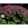 Armenisk Storkenæb Geranium Psilostemon 1 Liter Potte -Osmo Salgsbutik p3445 2576 geranium psilostemon 6aec