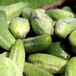Frilandsdrueagurk 'Profi' F1 Øko Cucumis Sativus 'Profi' F1 -Osmo Salgsbutik p34601 54574 cucumis sativus profi f1 5895