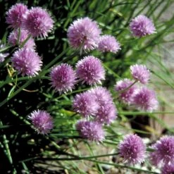 Purløg 'Staro' Øko Allium Schoenoprasum 'Staro' -Osmo Salgsbutik p34609 54568 allium schoenoprasum staro 3028