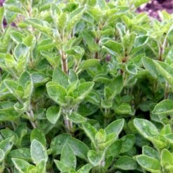 Vild Merian Øko Origanum Vulgare L. -Osmo Salgsbutik p34610 54626 origanum vulgare l b2e6