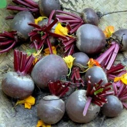 Rund Rødbede 'Detroit 2' Øko Beta Vulgaris 'Detroit 2' -Osmo Salgsbutik p34613 54648 beta vulgaris detroit 2 1c78