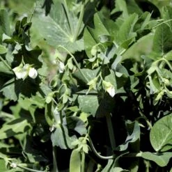 Lav Sukkerært 'Norli' Øko Pisum Sativum 'Norli' -Osmo Salgsbutik p34616 54687 pisum sativum norli 42a5