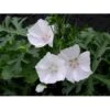Moskus-Katost 'Alba' Malva Moschata 'Alba' 1 Liter Potte -Osmo Salgsbutik p3464 2589 malva moschata alba 6928