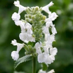 Blåkant 'Alba' Nepeta Faassenii 'Alba' 10 Cm. Potte