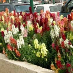 Løvemund Mix Øko Antirrhinum Majus Frøpose, Antal Pr. Pakke, Ca. 20 Stk. -Osmo Salgsbutik p34769 54704 antirrhinum majus ca6b
