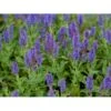 Staude-Salvie 'Blauhügel' Salvia Nemorosa 'Blauhügel' 1 Liter Potte 2 Staude-Salvie 'Blauhügel' Salvia Nemorosa 'Blauhügel' 1 Liter Potte -Osmo Salgsbutik p3476 36401 salvia nemorosa blauhuegel 3ebc