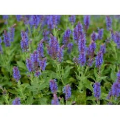 Staude-Salvie 'Blauhügel' Salvia Nemorosa 'Blauhügel' 1 Liter Potte