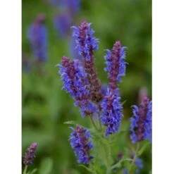 Staude-Salvie 'Blauhügel' Salvia Nemorosa 'Blauhügel' 1 Liter Potte -Osmo Salgsbutik p3476 36402 salvia nemorosa blauhuegel 8065