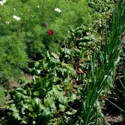 Rødbede 'Chioggia' Øko Beta Vulgaris 'Chioggia' -Osmo Salgsbutik p34770 54646 beta vulgaris chioggia 5abc