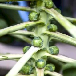 Rosenkål 'Igor' F1 Brassica Oleracea 'Igor' F1 -Osmo Salgsbutik p34773 54585 brassica oleracea igor f1 a54e