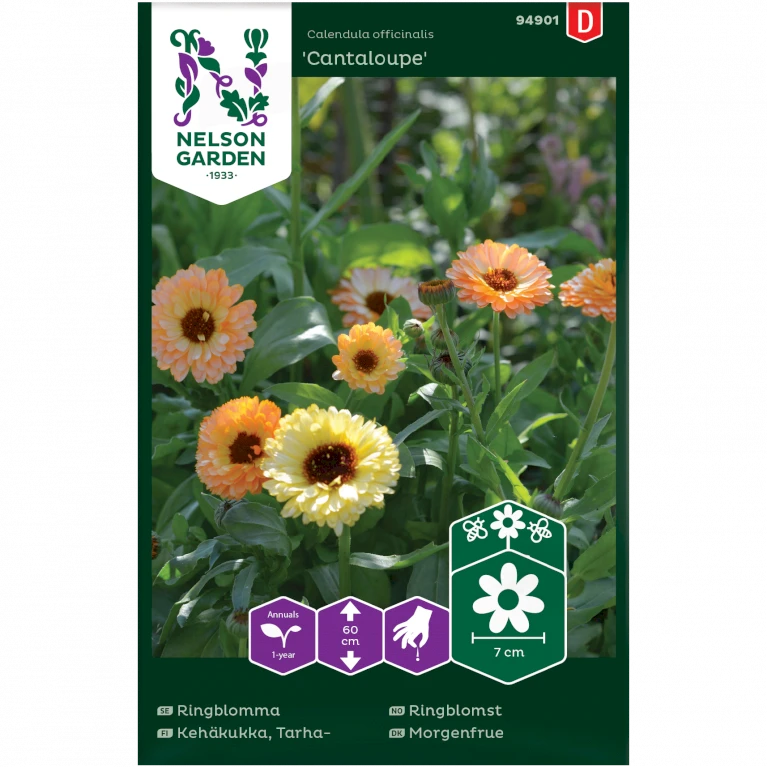Morgenfrue 'Cantaloupe' Calendula Officinalis 'Cantaloupe' 2 Morgenfrue 'Cantaloupe' Calendula Officinalis 'Cantaloupe'